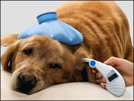 Basic Pet First Aid eBook