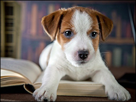 Commpassion Fatigue eBooks