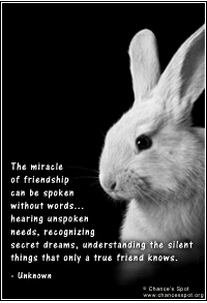 Bunny Rabbit
